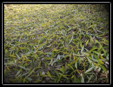 willow leaves - brent