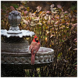 Cardinal on the Cusp of Winter-Shirley
