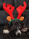 Reluctant Reindeer  - CB