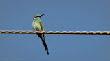 Bird on a Wire II -Salskov