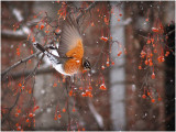 American Robin in Winter-Shirley