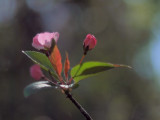 Apple blossoms -ArtP