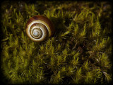 Snail in the moss - Michael Ramsay
