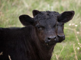 Two Headed Calf-Shirley