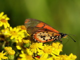 Afternoon Butterfly