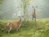 Knobbers in the fog