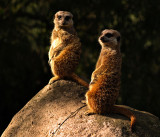 Pair of Meerkats by Dennis