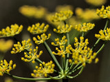 Blinking Weeds