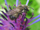 Centaurea Explorer - faranya