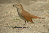 Rossignol philomèle - Rufous Nightingale