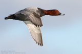 Fuligule milouin - Common Pochard