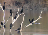 Neotropic (and Double-crested) Cormorants, Imperial County, CA