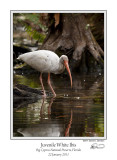 Juvenile White Ibis.jpg