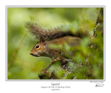 Squirrel Sawgrass.jpg