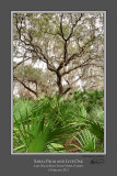 Lake Wales Palm and Oak 2.jpg