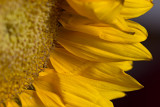 sunny
