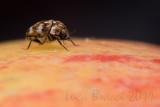 insect on apple