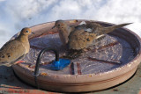 Tourterelle triste (Mourning Dove)