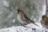 Sizerin flammé (Common Redpoll)
