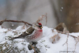 Sizerin flammé (Common Redpoll)