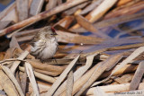 Sizerin flammé (Common Redpoll)