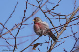 Sizerin flammé (Common Redpoll)