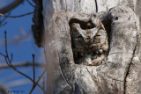 Petit-duc macul (Eastern Screech-Owl)
