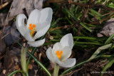 Crocus et mouches