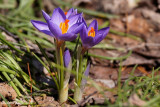 Crocus