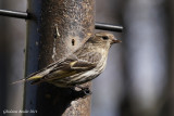 Tarin des pins (Pine Siskin)