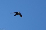 Martinet ramoneur (Chimney Swift)