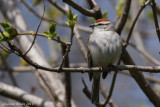 Bruant familier (Chipping Sparrow)