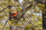 Piranga carlate (Scarlet Tanager)