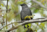 Moqueur chat (Gray Catbird)