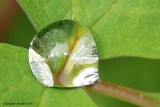 Goutte d'eau