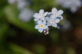 Myosotis
