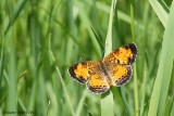 Croissant du nord (Phyciodes cocyta)