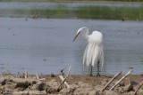 Grande Aigrette (Great Egret)