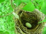 Viro aux yeux rouges (Red-eyed Vireo)