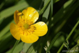 Bouton d'or