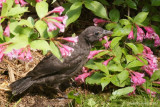 Quiscale bronz (Common Grackle)