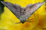 Papillon de nuit