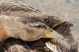 Canard colvert (Mallard)