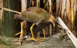 Talve violace (Purple Gallinule)