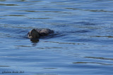 Plongeon huard (Common Loon)