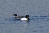 Plongeon huard (Common Loon)