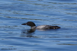 Plongeon huard (Common Loon)