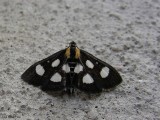 Alypie à huit points - Alypia octomaculata