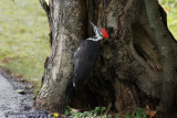 Grand Pic (Pileated Woodpecker)