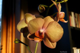 Orchidée